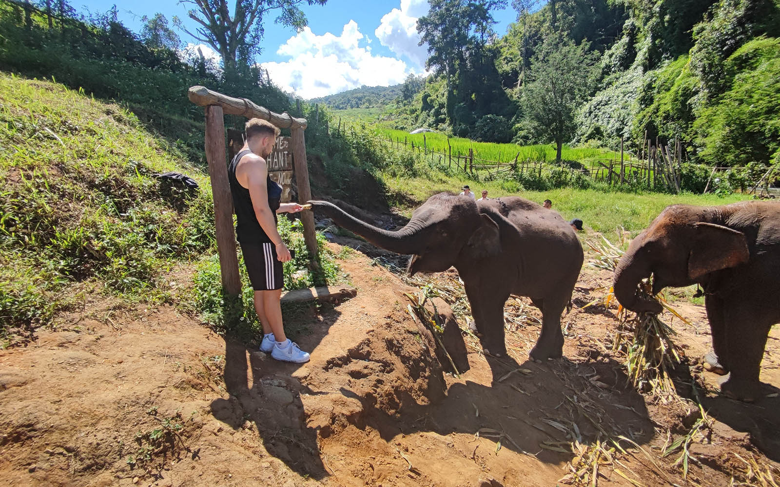 Half day with elephants in the wild at Thong
