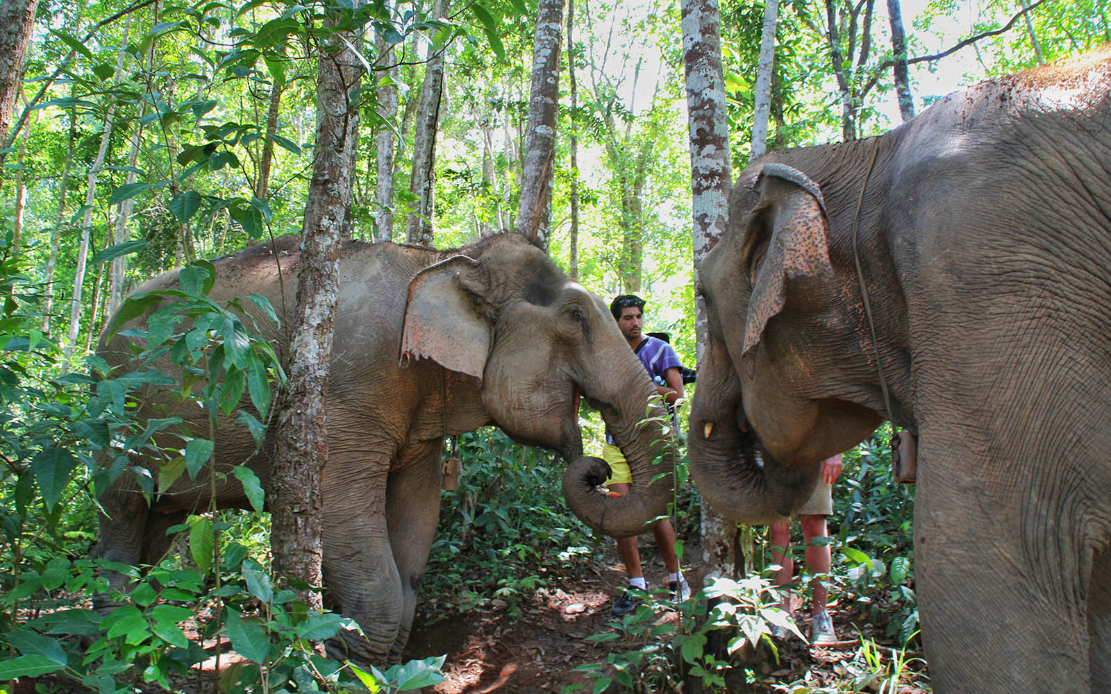Half day at Elephant Village