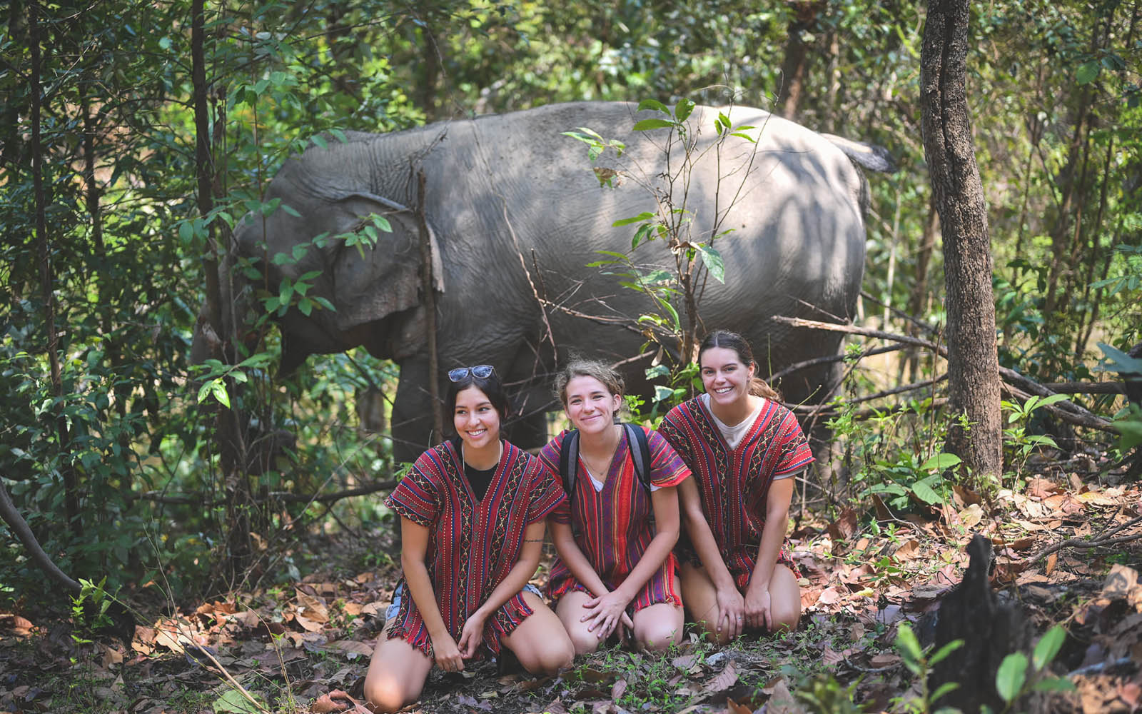 Into The Wild Elephant Camp