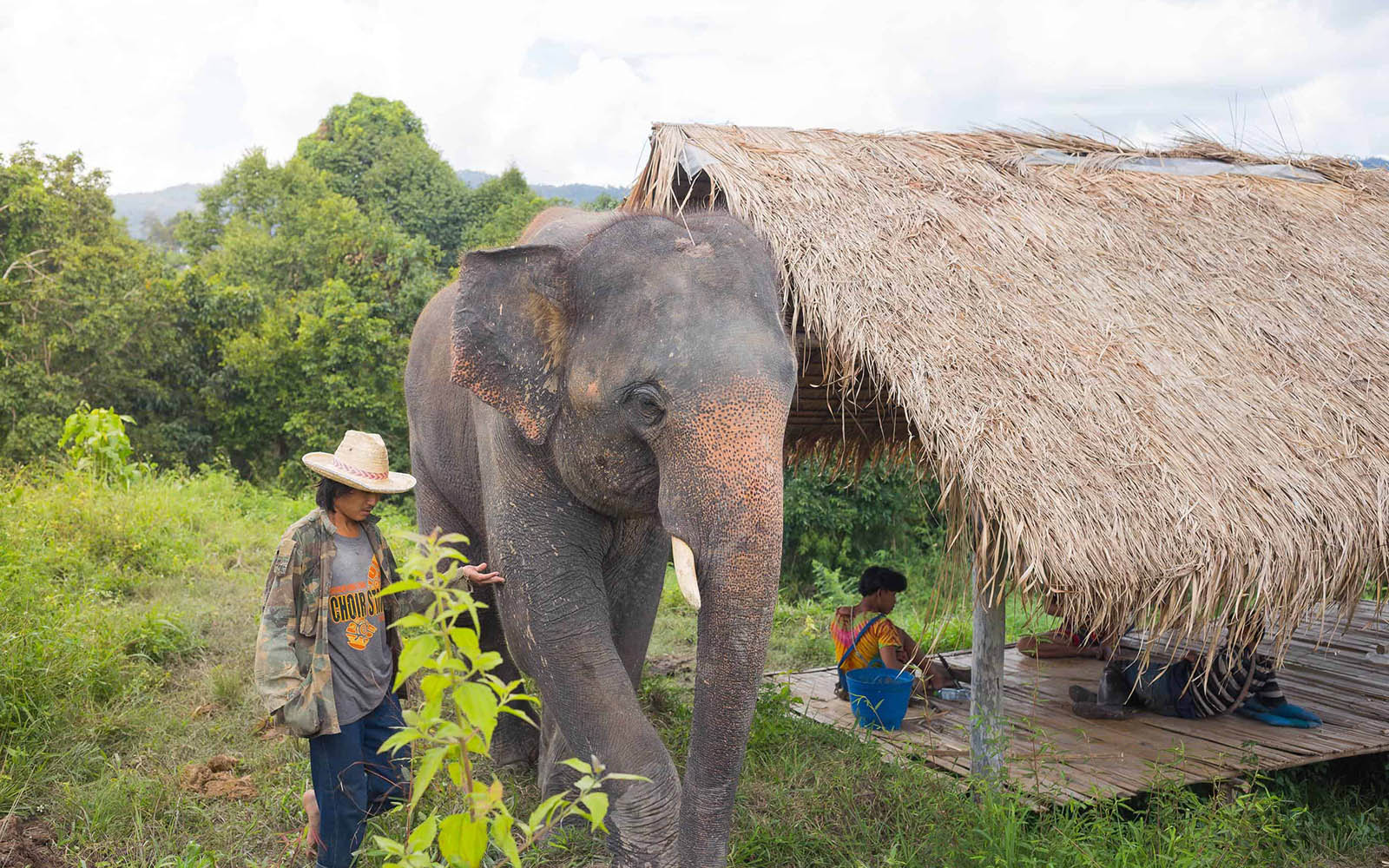 Doi Inthanon national park and Elephant Sanctuary 