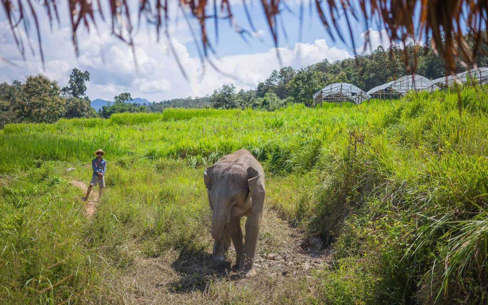 3 Days 2 Nights : 2 Days Karen Eco-Trek and 1 Day at Thong Elephant Sanctuary